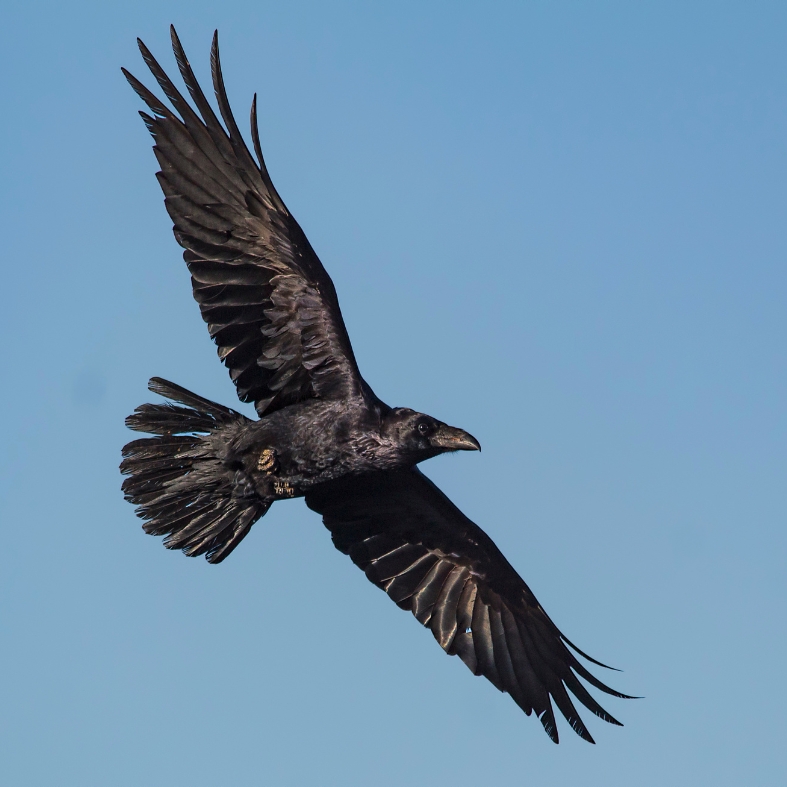 Raven