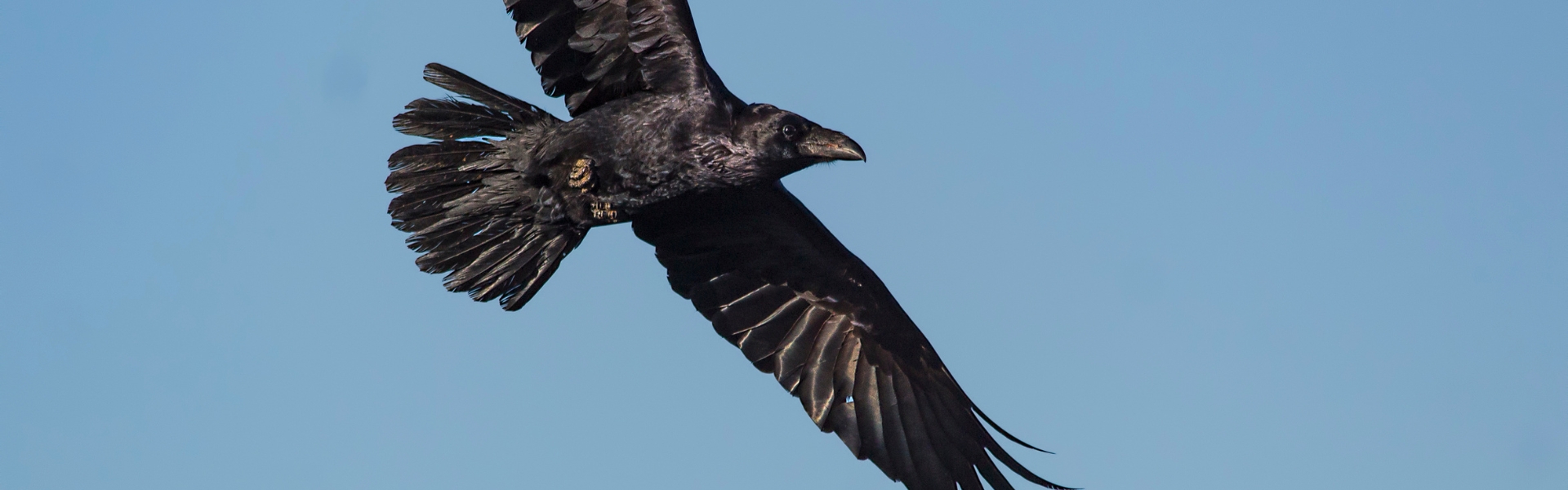 Raven