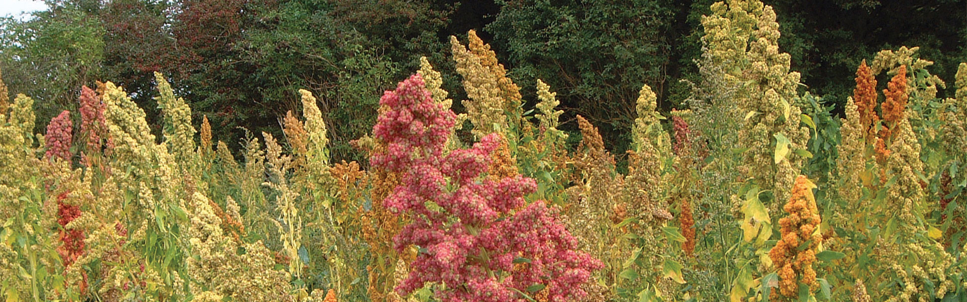 Sandoval Quinoa