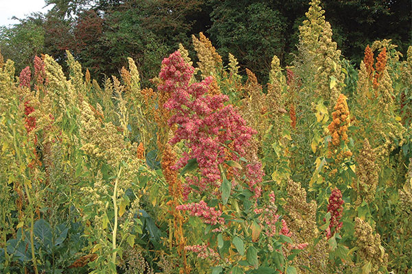 Sandoval Quinoa