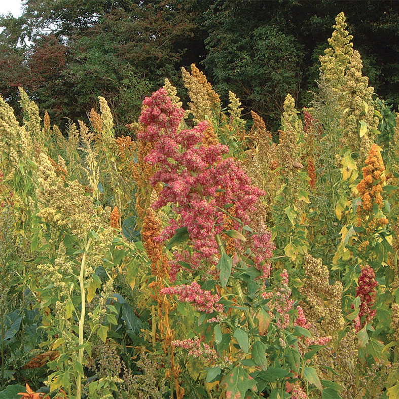 Sandoval Quinoa
