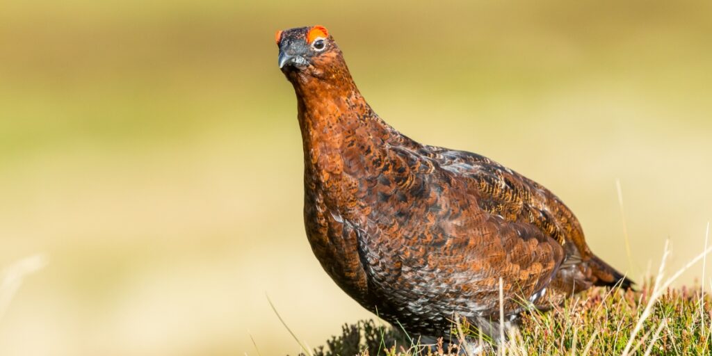 Red grouse