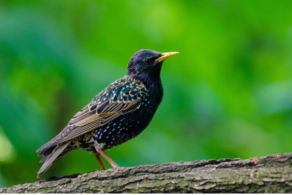 Starling