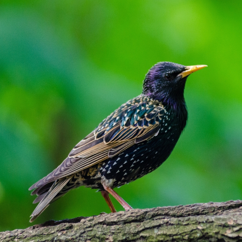 Starling