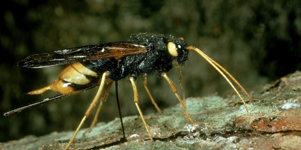 Woodwasp