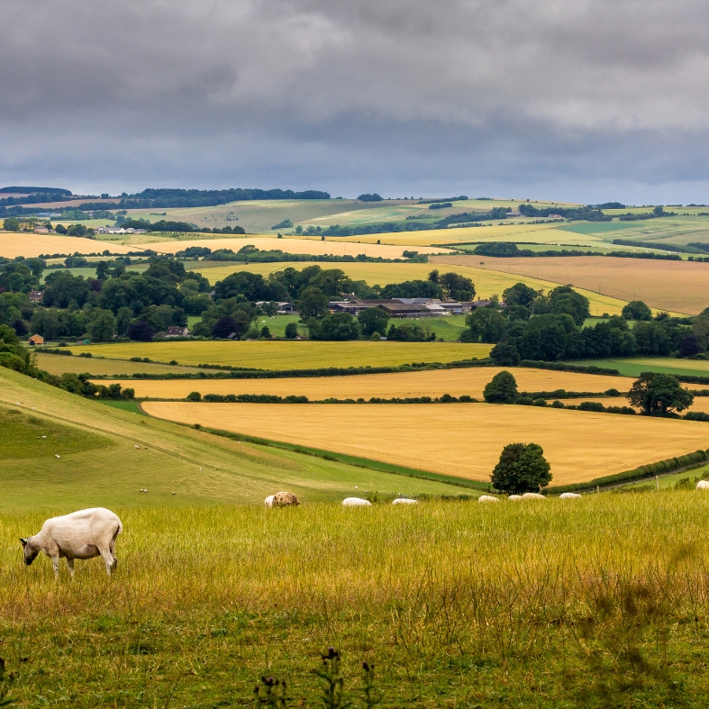 countryside