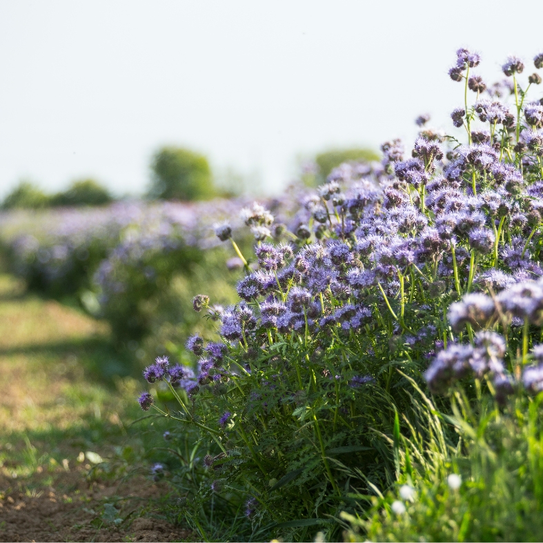 cover crop