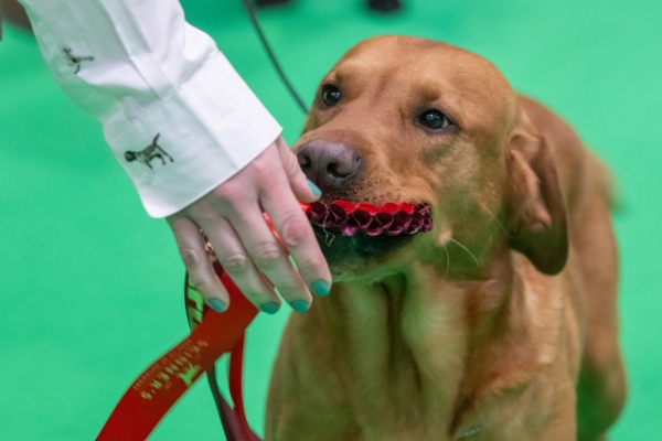 BASC at Crufts