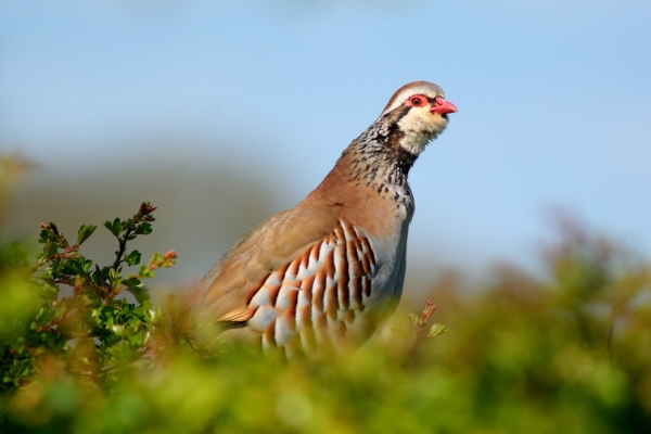partridge