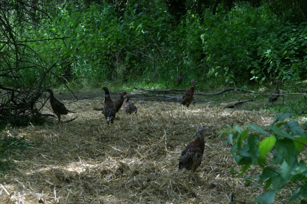 pheasants in pen