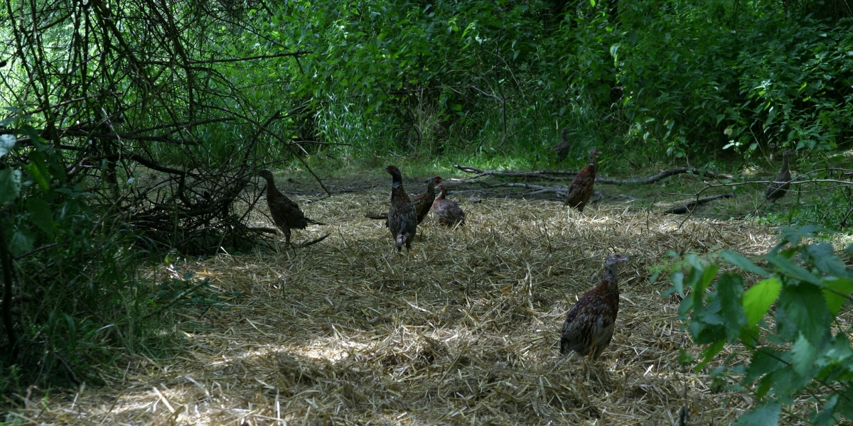 pheasants in pen