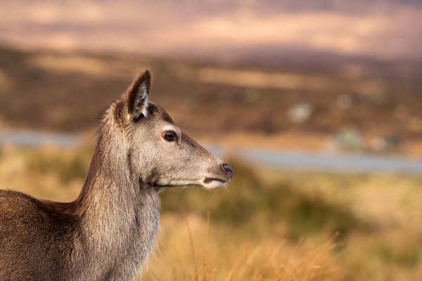 red deer