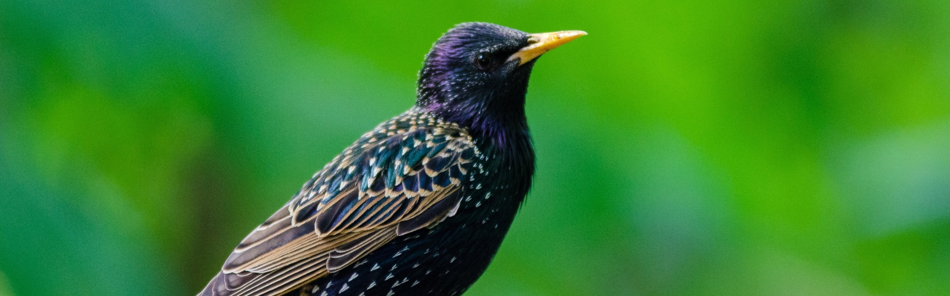 starling