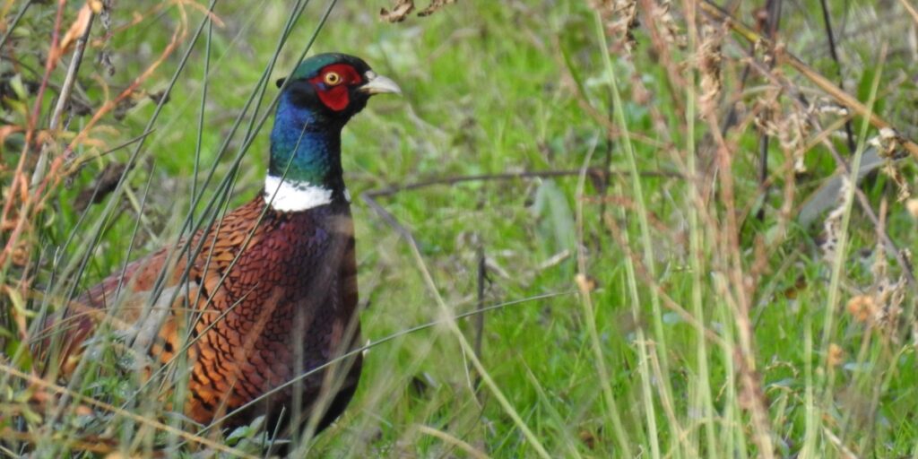 Pheasant in grass