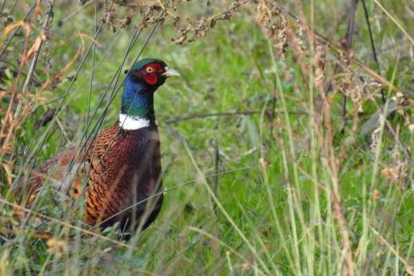 Pheasant in grass