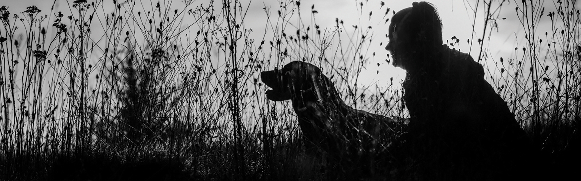 Close up of a gundog and their owner
