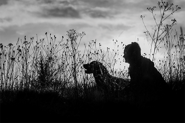 Close up of a gundog and their owner
