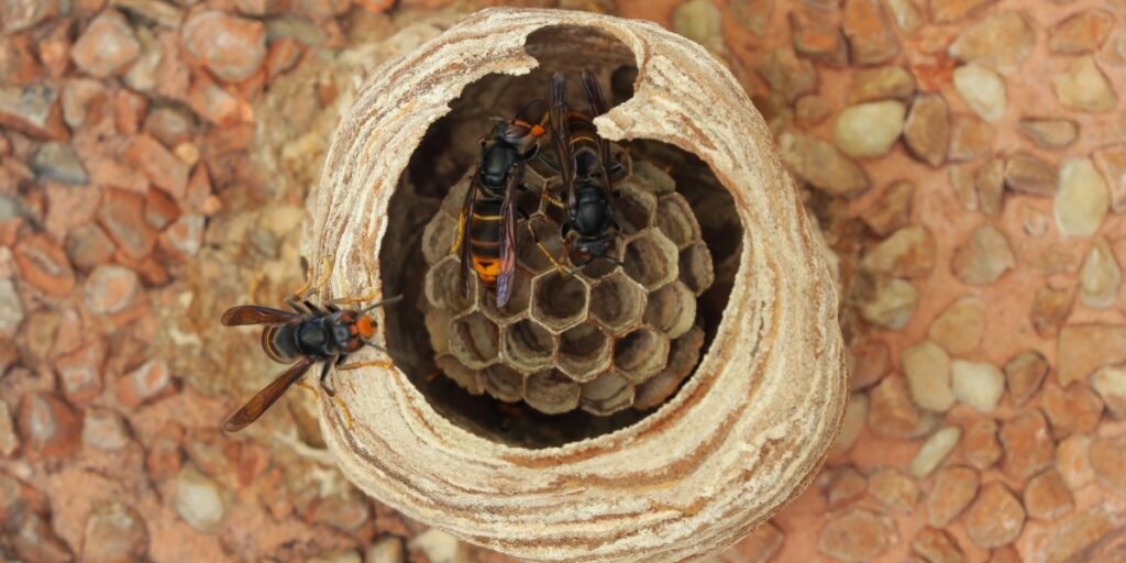 Asian hornet