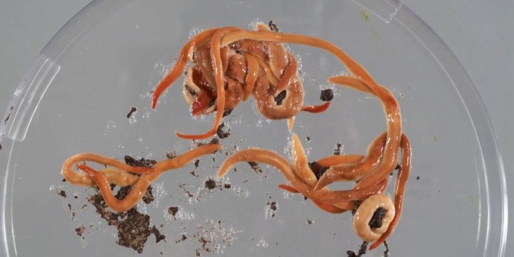 Australian flatworm