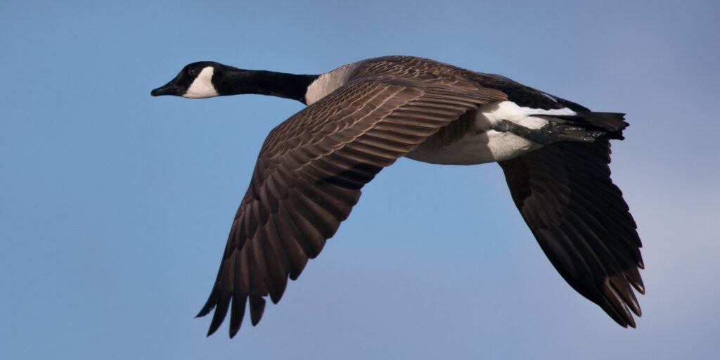 Canada goose