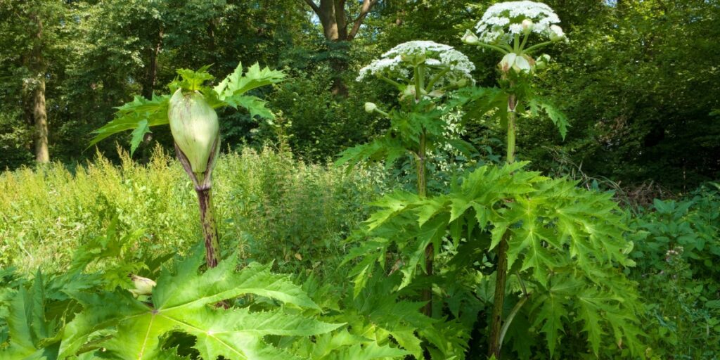 Giant hogweed