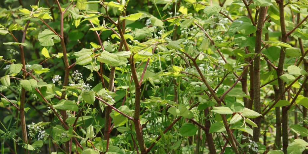 Japanese knotweed