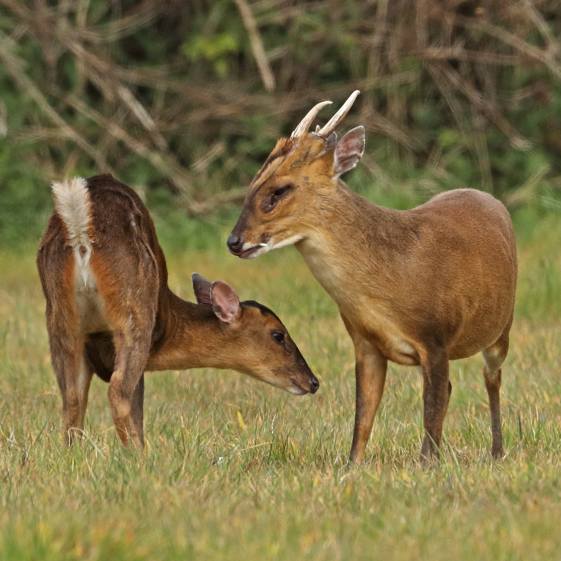Muntjac