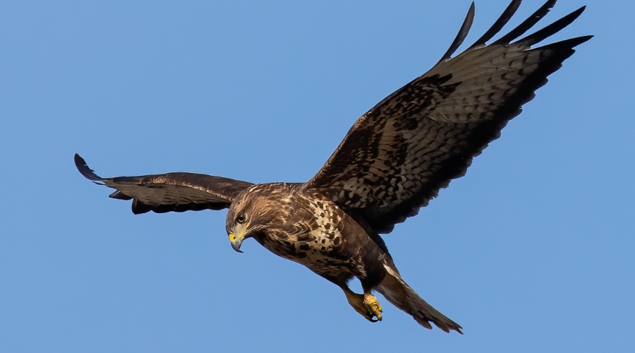 Buzzard