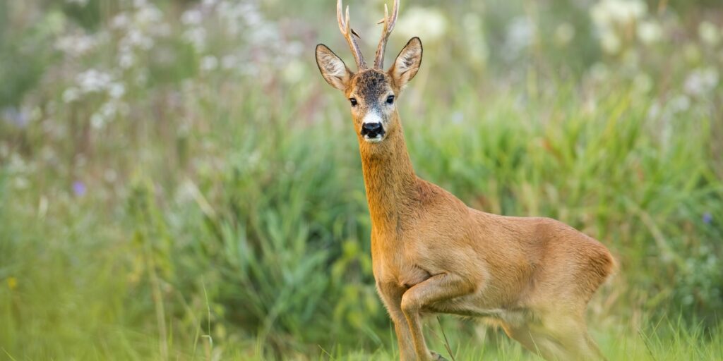 Roe buck