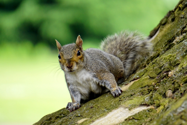 squirrel