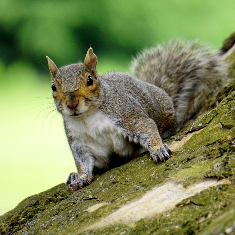 squirrel