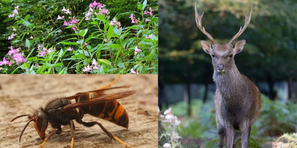 Guide on invasive species