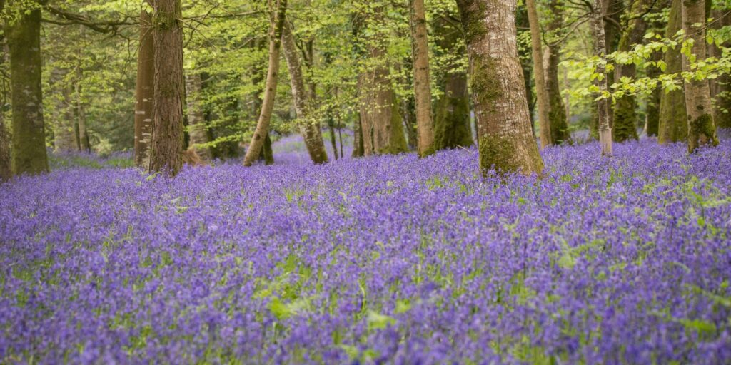 bluebell woodland