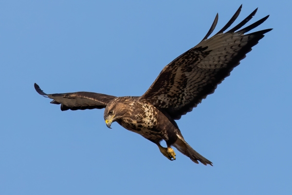 buzzard