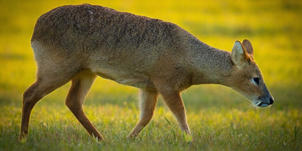 Chinese water deer