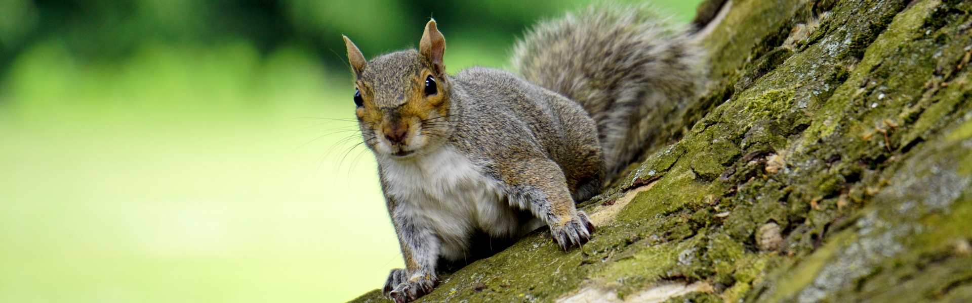 Grey squirrel