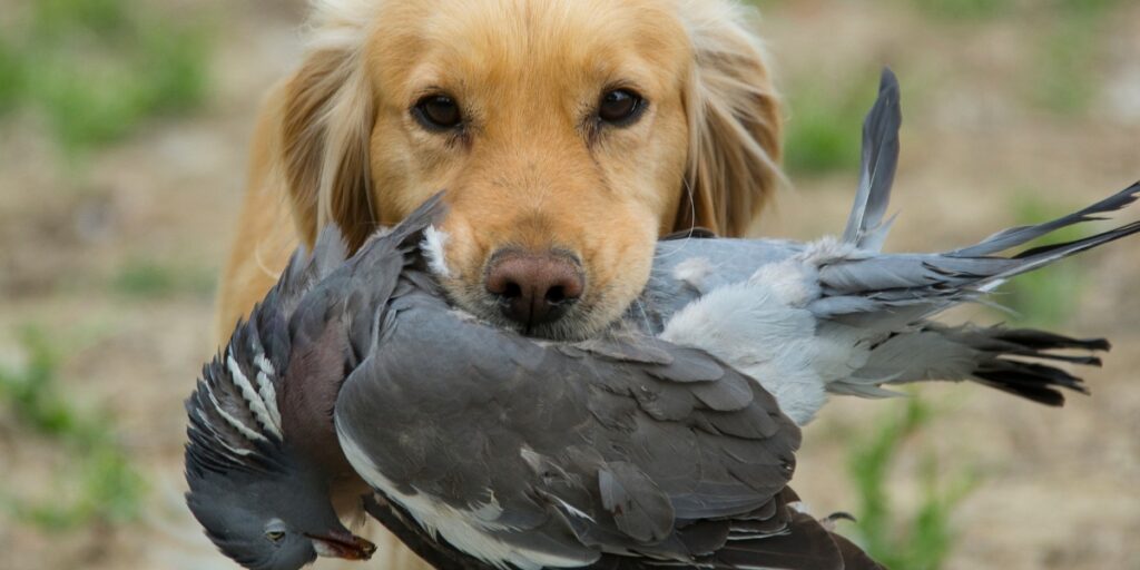 gundog