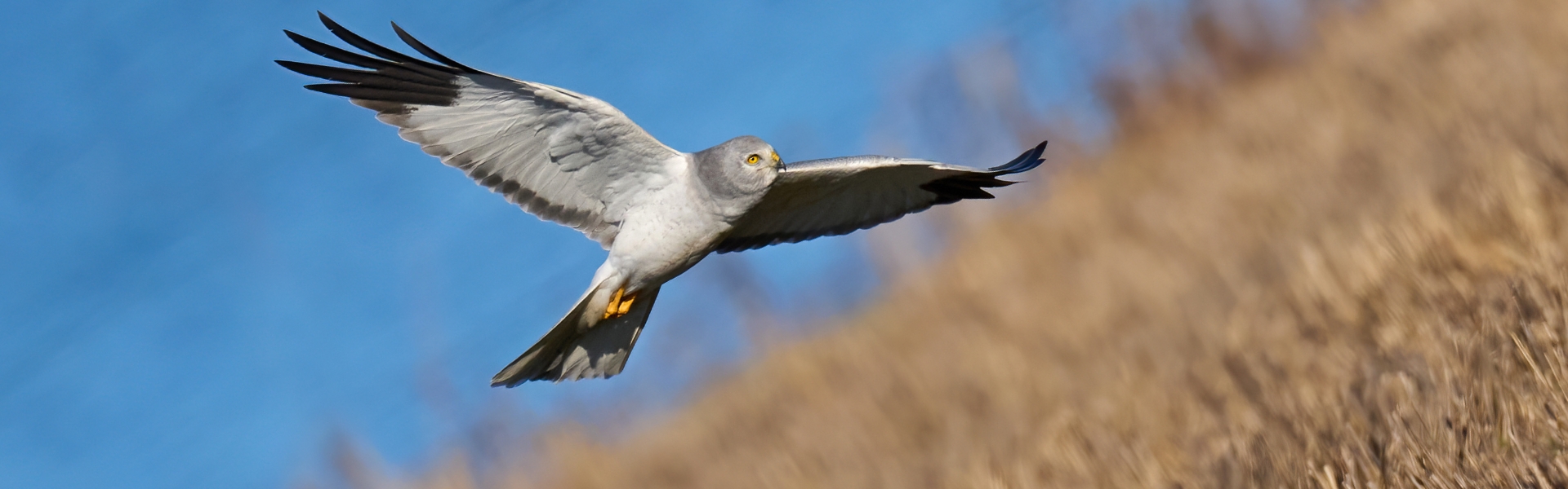 hen harrier