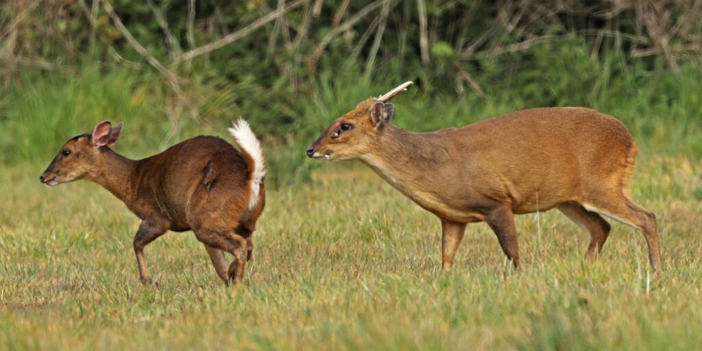 muntjac deer