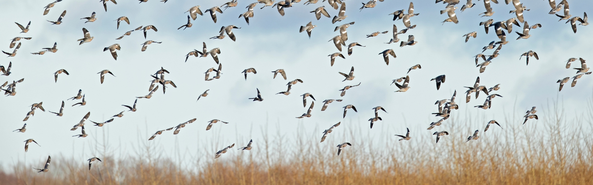 pigeon shooting over crops