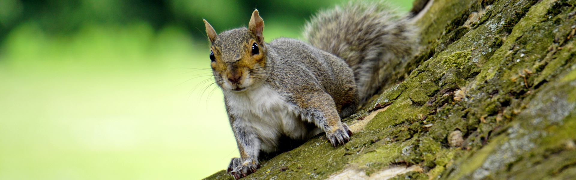 squirrel
