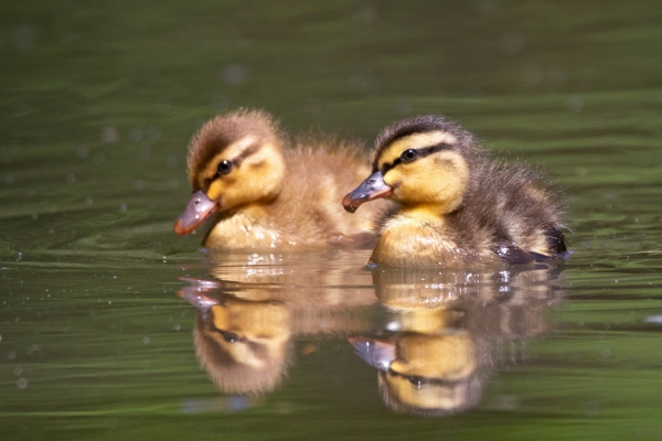 two ducklings