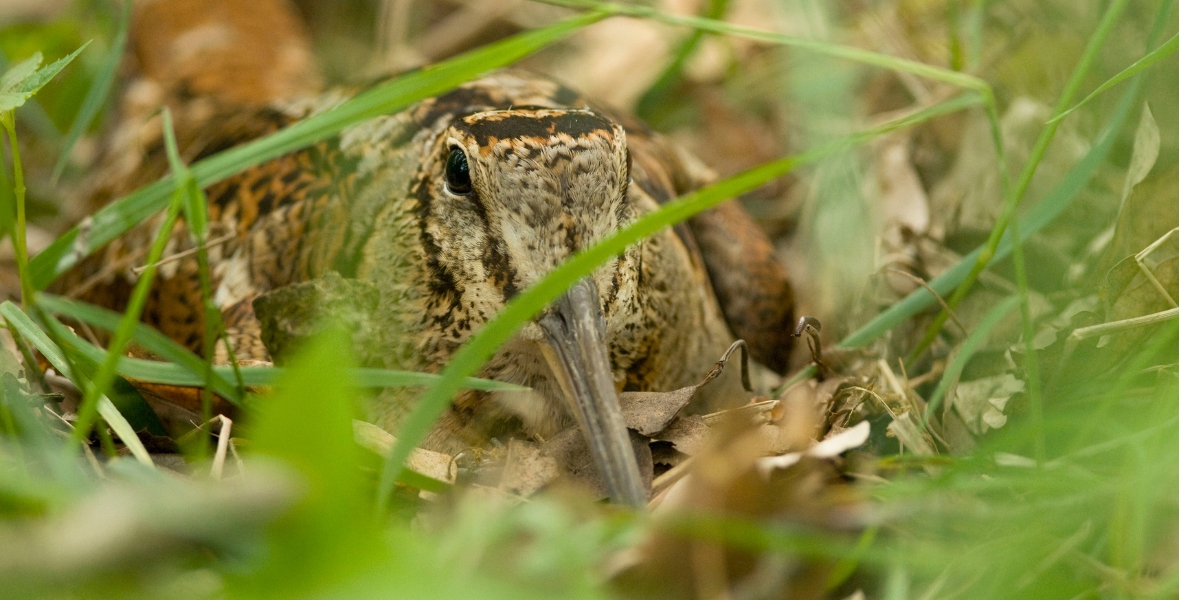 woodcock