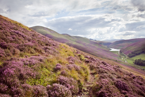 Heather in Scotland