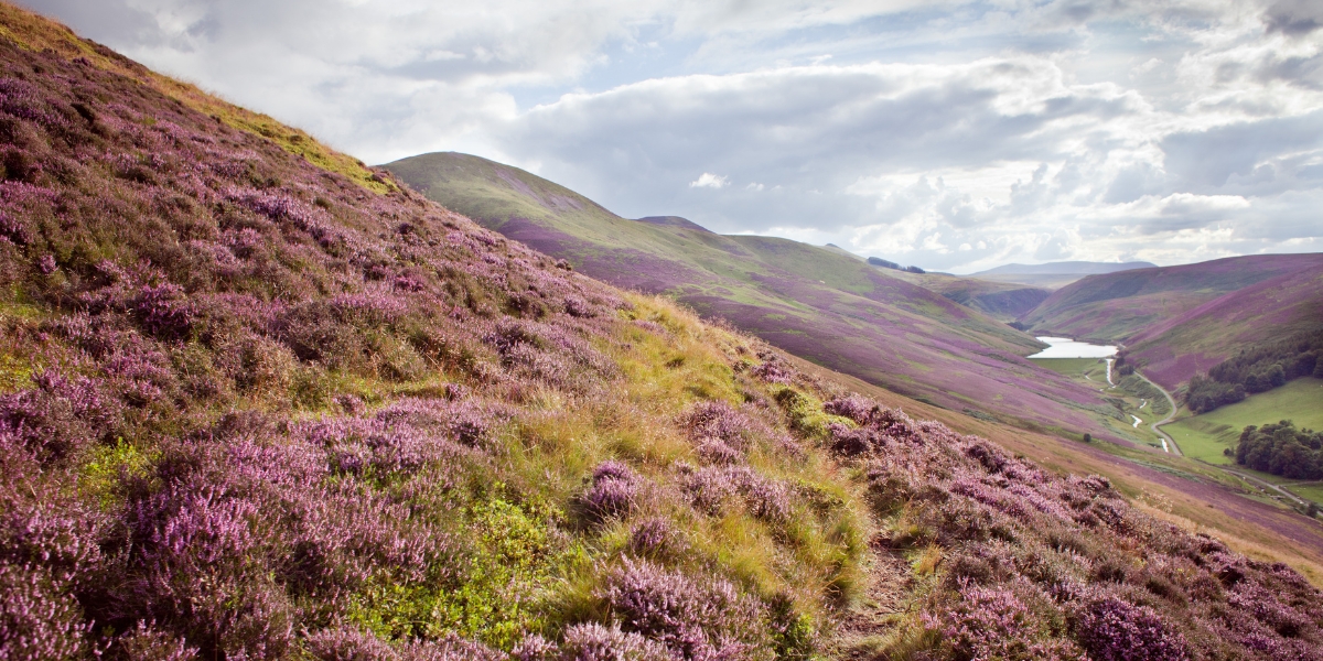 Heather in Scotland