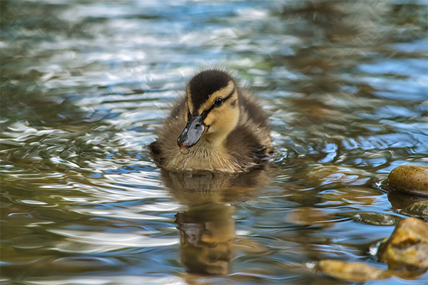 A duckling on water