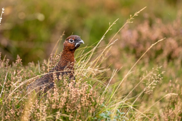 Red grouse