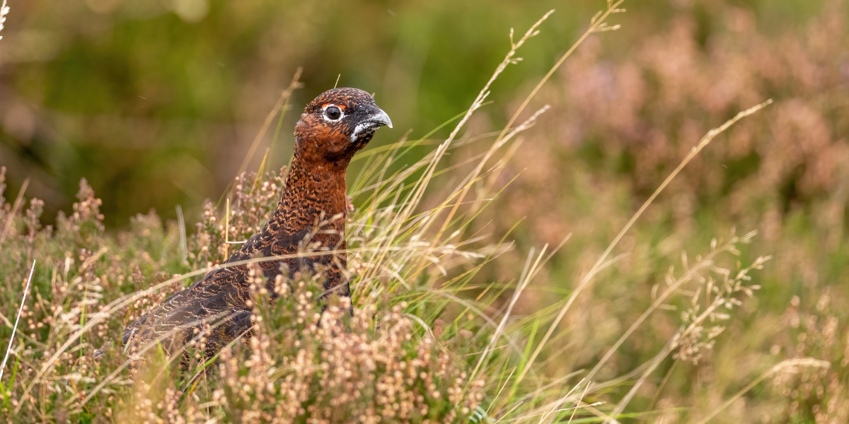 red grouse