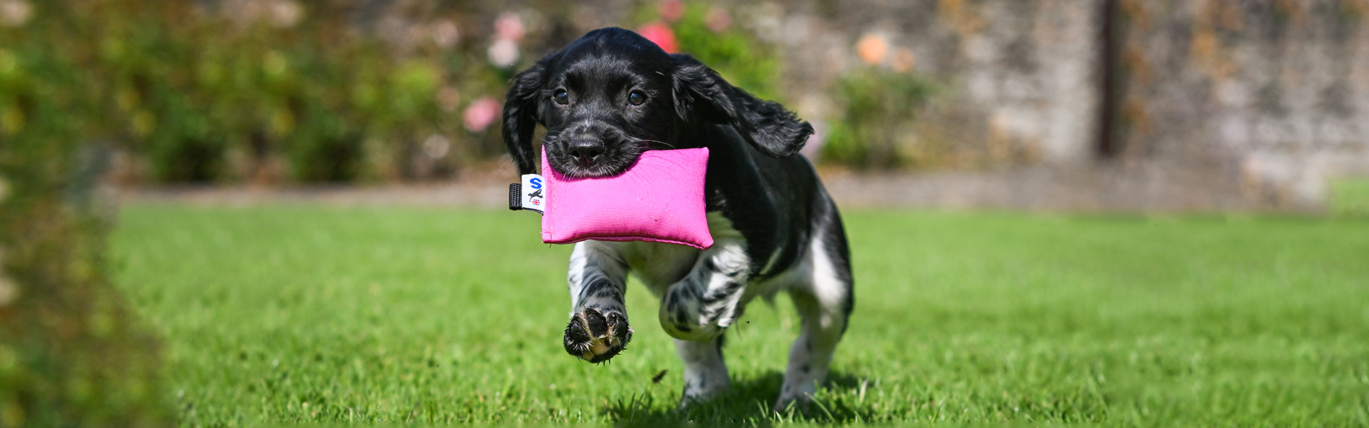 Gundog puppy carrying a dummy