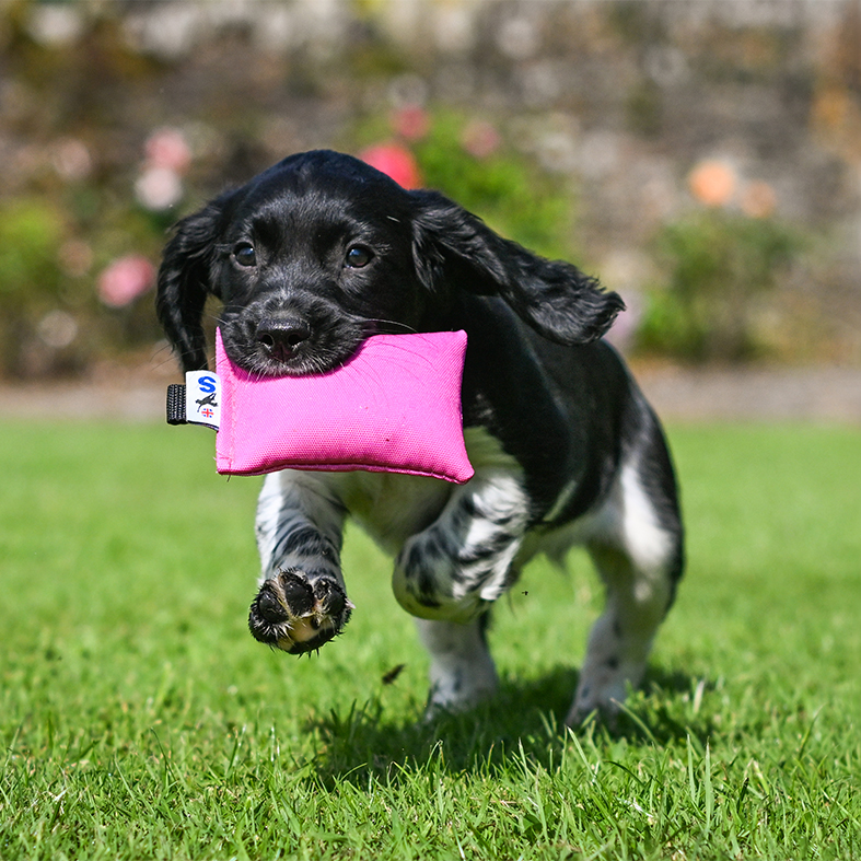 Gundog puppy carrying a dummy